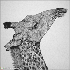 MOleJsq7采集到北邦插画