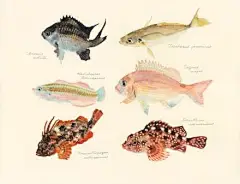 鱼 | 日本东京画家 Yusei Nagashima 的水彩画