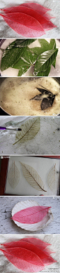 DIY 清新 设计 创意 收集一些较厚较硬的叶子，用碱水煮去叶肉…