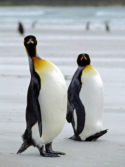 Photo: King penguins...