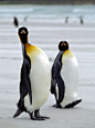 Photo: King penguins on an Antarctic beach