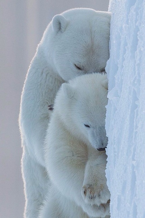 Polar Bear and Cub |...