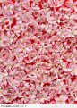 植物背景-密集的粉色花瓣