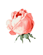 手绘花卉、手绘花卉、手绘、flower、background、背景、花