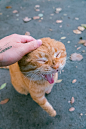 橘猫大赏第三波，看看喜欢哪一只？ ​​​​