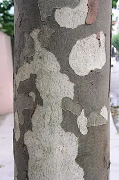 二球懸鈴木，英國梧桐 Platanus x acerifolia 懸鈴木科（喬木） - 雙子葉植物 Dicotyledons - HKWildlife.Net Forum 香港自然生態論壇