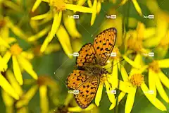 蝴蝶 花壁纸 美丽的花朵 贝母蝴蝶 鲜花 蒙古 花卉背景 自然