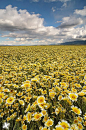 梦场-卡里索平原国家公园，加利福尼亚
Field of Dreams - Carrizo Plain National Monument, California