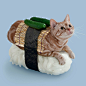 #猫咪# cat 猫寿司 #母上不让我养猫#