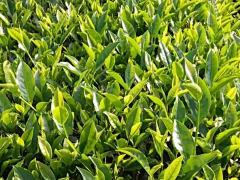 早晨薄霧采集到乌龙《茶》