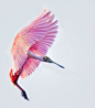 pink wings