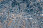 Susquehanna Forest Blizzard - Free Forest Stock Photos