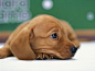 Miniature Dachshund Puppy | Cutest Paw