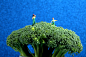 全部尺寸 | Cultivation on broccoli | Flickr - 相片分享！