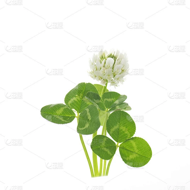 白三叶草之花素材-花瓣网