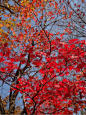 关门山景区，关门山适合秋季去，满山的红叶，层林尽染，这里很适合爬山，顺着山路慢慢爬，爬到山顶，可以俯瞰关门山景区。
