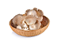 Photo oyster mushroom on white wall