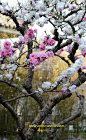  樱花 摄影 旅行风景 植物花卉 樱花红陌上，杨柳绿池边；<br/>燕子声声里…