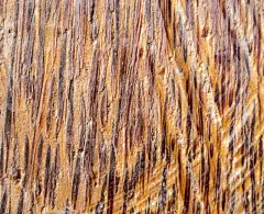 天然木纹，颜色为暖黄色。木质纹理特写镜头