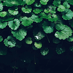 豫阳采集到13 - 植物/菌类/花类/