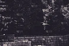 海鸥,黑白图片,背景,天空,美,风,艺术,水平画幅,绘画插图,鸟类