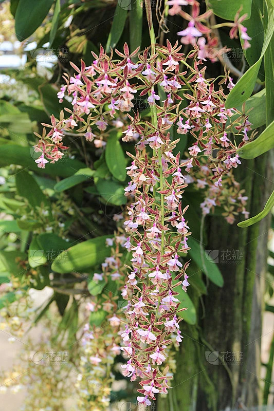 兰花是一种附生兰花，属附生兰花素材-花瓣网