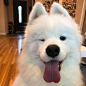 Everything you want to know about Samoyed including grooming, training, health problems, history, adoption, finding good breeder and more.  - samoyed for sale - samoyed shedding - samoyed temperament - samoyed pronunciation - samoyed size - samoyed hypoal