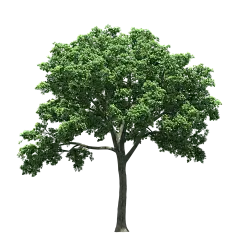 【png】素材、大树，灌木。_看图_png吧_百度贴吧
