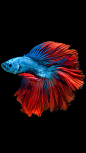 Apple iPhone 6s Wallpaper with Red and Blue Betta Fish and Dark Background in 750x1334: 