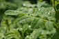 雨滴,式样,草地,绿色,透明,背景,太阳,灌木,多样,草叶集