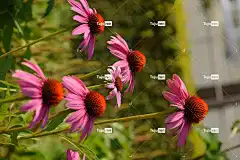 锥花 花朵 花卉背景 粉红色的花朵 花园 花壁纸 美丽的花朵