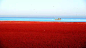 这样的人间仙境就在辽宁！一望无迹的红色海滩 : 你见过红色的海滩吗？火红如焰的滩涂，一望无际的芦苇荡，如此奇特壮观的景象是真实存在的哦，它就是辽宁盘锦红海滩！
