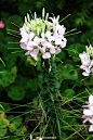 醉蝶花
醉蝶花（学名：Cleome spinosa Jacq.）：一年生草本植物。花茎直立，株高40厘米-60厘米，有的品种可达1米， 其茎上长有粘汁细毛，会散发一股强烈的特殊气味；叶片为掌状复叶，小叶5枚-7枚，为矩圆状披针形；总状花序顶生，花由底部向上次第开放，花瓣披针形向外反卷，花苞红色，花瓣呈玫瑰红色或白色，雄蕊特长；蒴果圆柱形，种子浅褐色。花期在6月-9月，其花茎长而壮实，花朵盛开时，总状花序形成一个丰满的花球，朵朵小花犹如翩翩起舞的蝴蝶，非常美观。