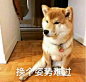 柴犬