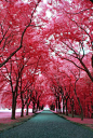 美国威斯康星州 圣弗朗西斯神学院的红色树林