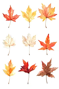 金秋落叶植物插画绘画
