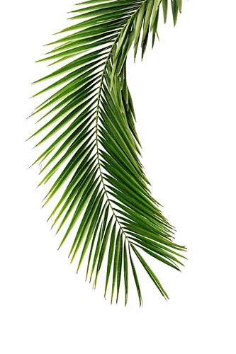 花、草、叶子、花瓣内的花瓣采集图片-Montar