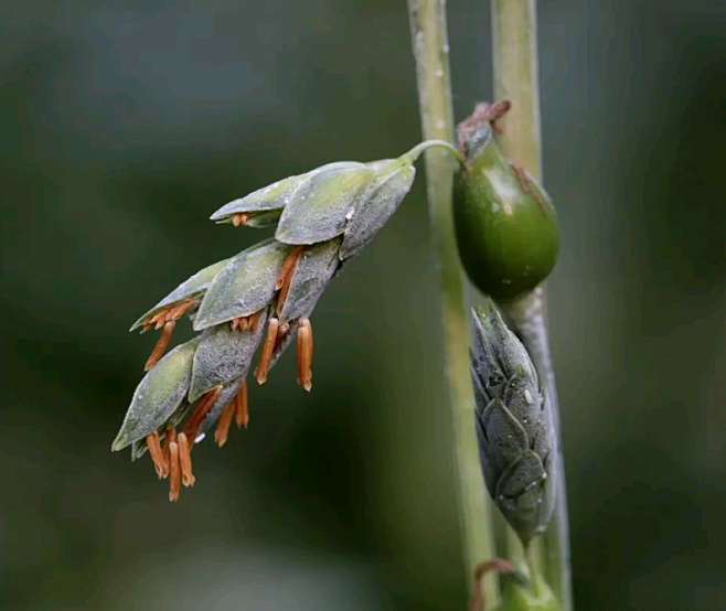 薏苡，别名：菩提子、五谷子、草珠子