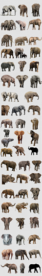 大象元素泰国旅游度假大象卡通动物园PNG元素