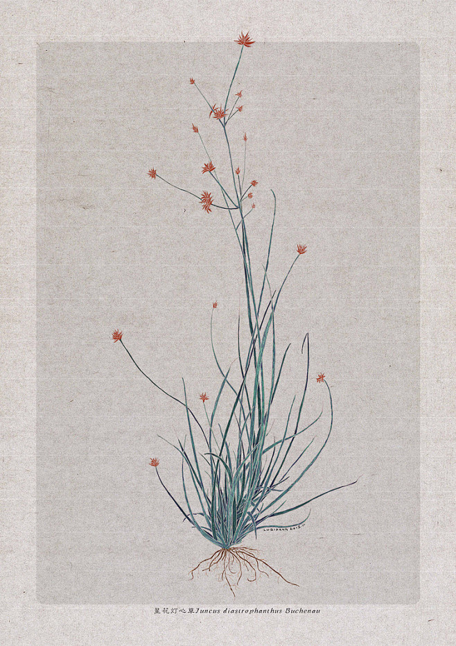 星花灯心草-鲁奇舫_插画,原创,植物_涂...