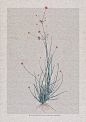 星花灯心草-鲁奇舫_插画,原创,植物_涂鸦王国插画