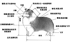 八火鸟采集到动物画法