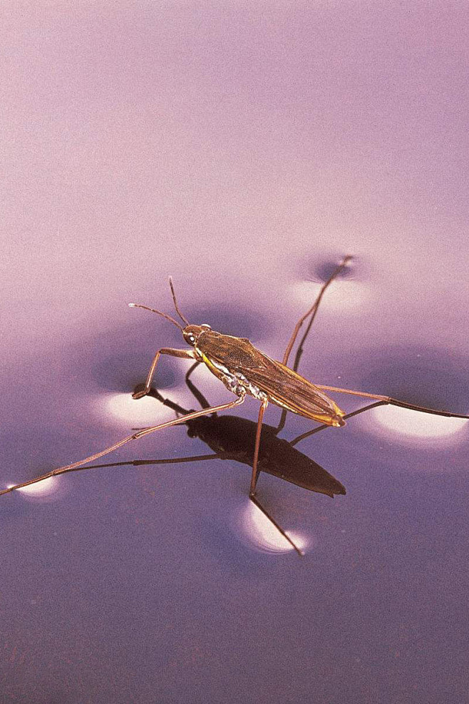 半翅目·显角亚目·水黾科(黾蝽科):水黾