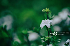 一抹夏天的风采集到二十四节气