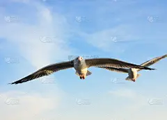 鸟编队飞行,海上航道,张开翅膀,天空,风,优美,动物身体部位,夏天,自由,想法