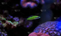 地中海鱼——地中海的绿色濑鱼