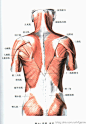 [转载]收集了一些人体结构素材图片，分享