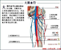 用30个人体解剖图来了解自己