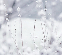 安之若素◆采集到会有雪精灵的地方