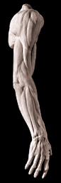 Male Anatomical Arm by Jean Antoine Houdon